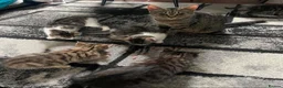 Mixed Breed cats for sale: 6 kittens desperately looking for a forever home - Advert 1