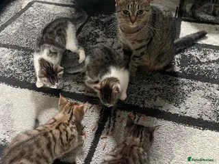 Mixed Breed cats 6 kittens desperately looking for a forever home - Advert 1