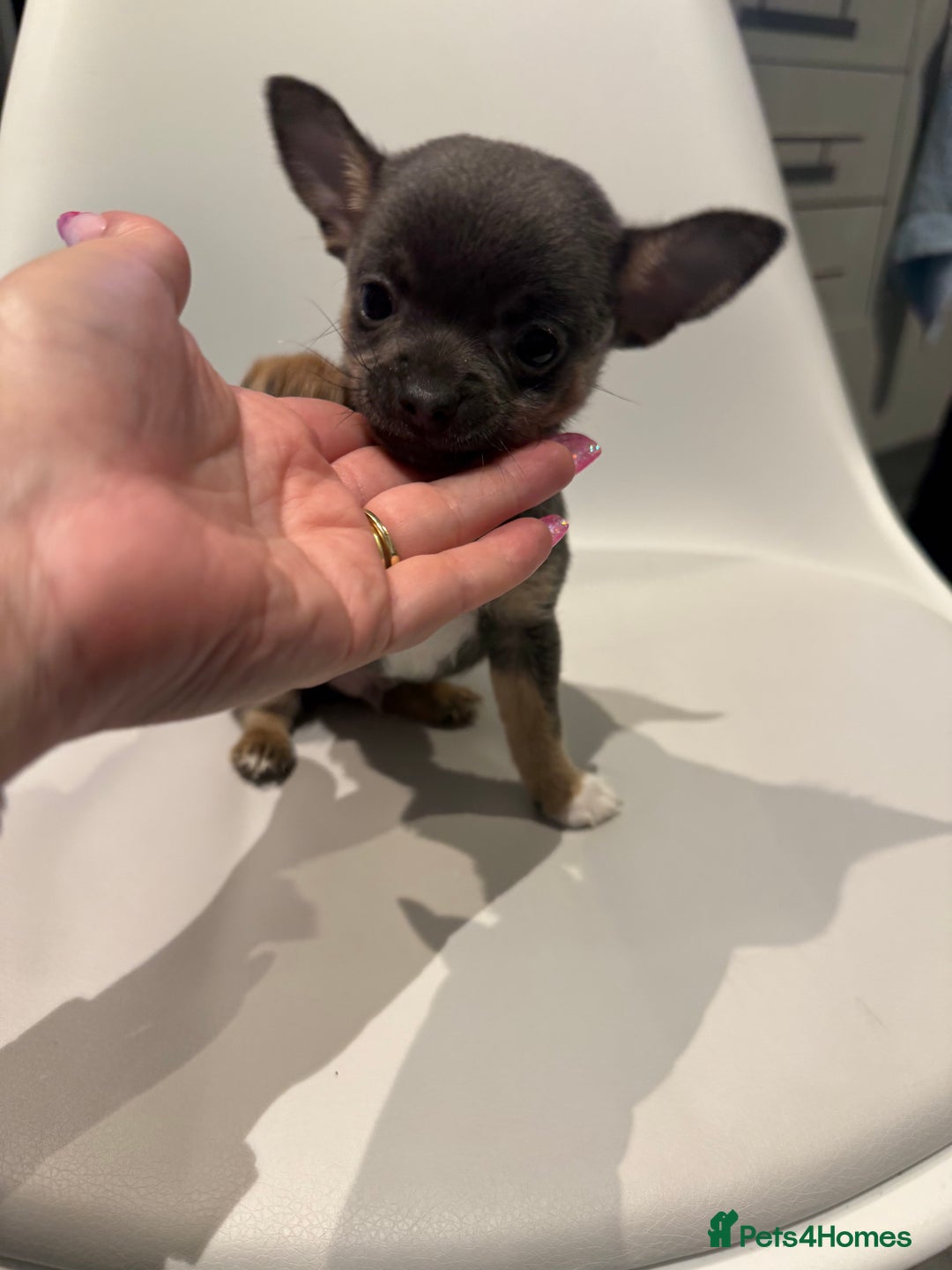 Chihuahua dogs for sale: Lilac Chihuahua (small) - Image 17