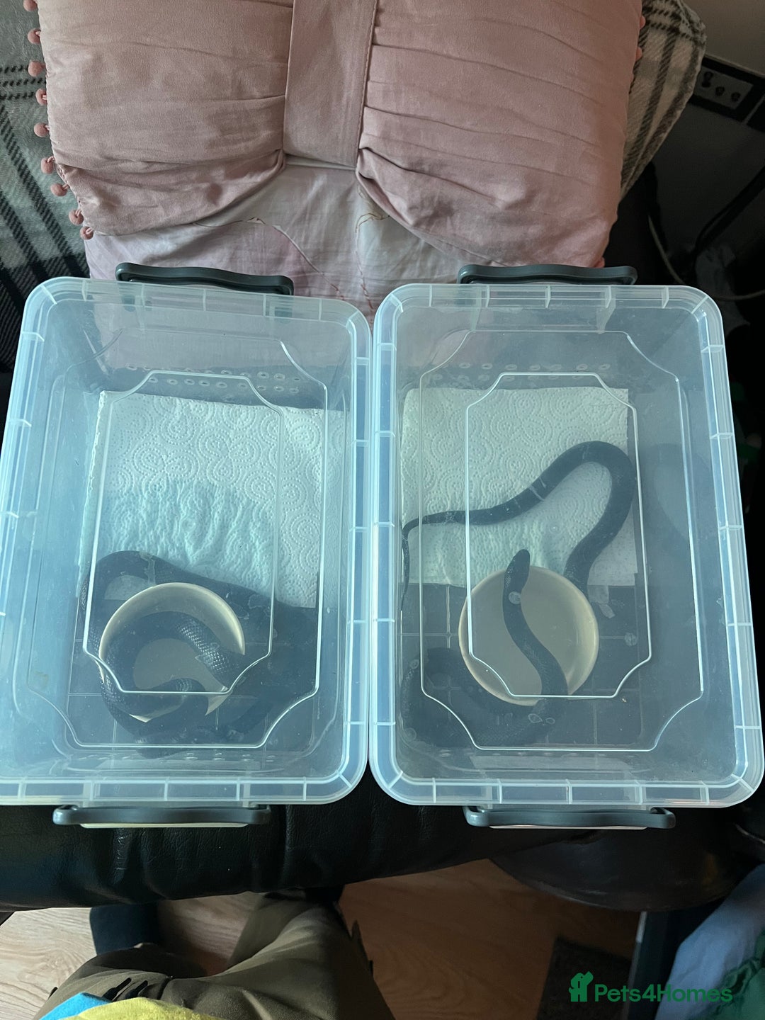 King Snake reptiles for sale: Pair of Mexican black kingsnake - Image 9