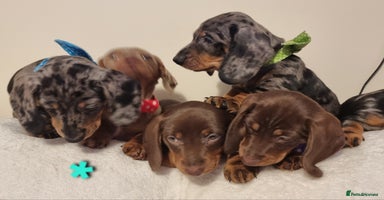 Miniature Dachshund dogs Miniature Dachshund puppies. Readying Soon! - Advert 7