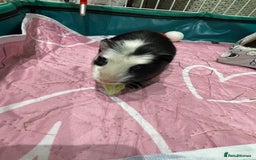 Guinea Pig rodents for sale: X2 Male Guinea Pigs  - Image 4