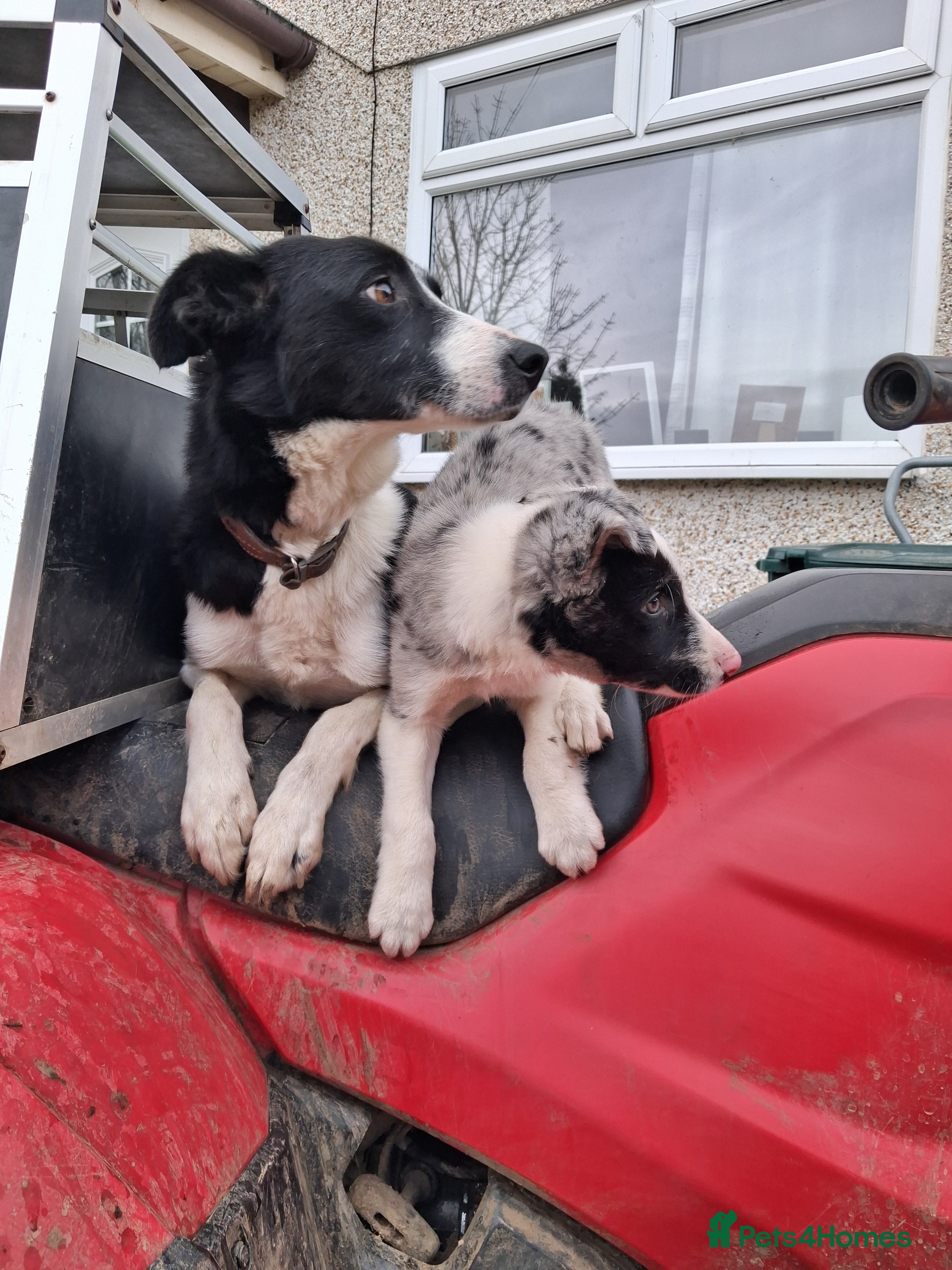 Border Collie dogs Working bloodline Blue merle pup - Advert 1