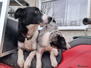 Border Collie dogs Working bloodline Blue merle pup - Advert 1