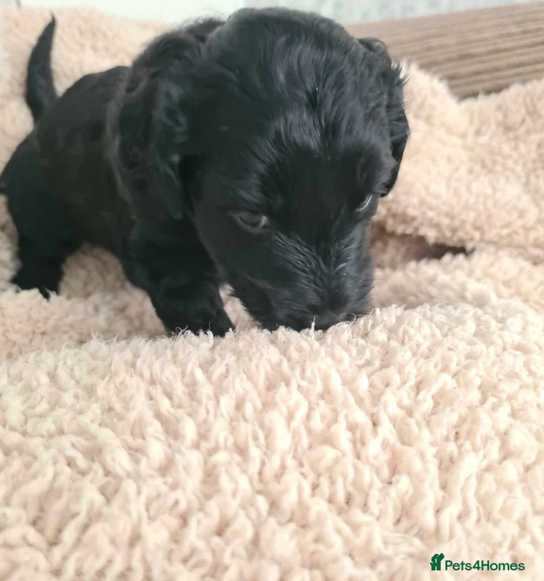 Labradoodle dogs for sale: Rare Roan Ebony Tiny/Mini Labradoodlese Puppies  - Image 30