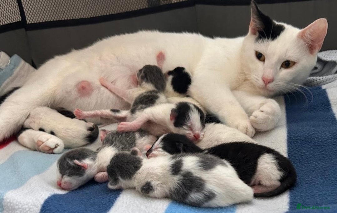 Mixed Breed cats for sale: ❤️*Blue/white & black/white friendly kittens*❤️ - Image 27