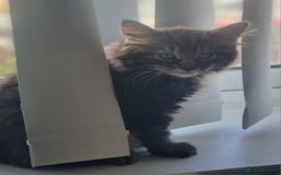 Mixed Breed cats for sale: Cute kittens - Image 34