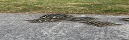 Hermann Tortoise reptiles for sale: Hermann Tortoise  in Bridgend - Advert 5