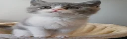 British Shorthair cats for sale: Ready to leave🐈‍⬛ - Advert 14