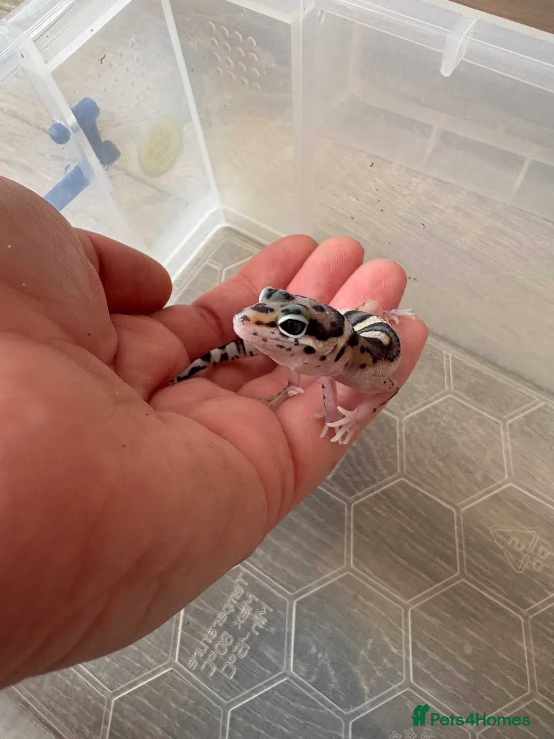 Leopard Gecko reptiles for sale: Baby Leopard Geckos - Advert 2