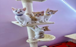 Mixed Breed cats for sale: READ INFO, 8 beautiful ginger kittens. - Image 12