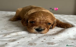 Cavapoo dogs for sale: Fully health tested Cavapoo 🐾🐶 - Image 26
