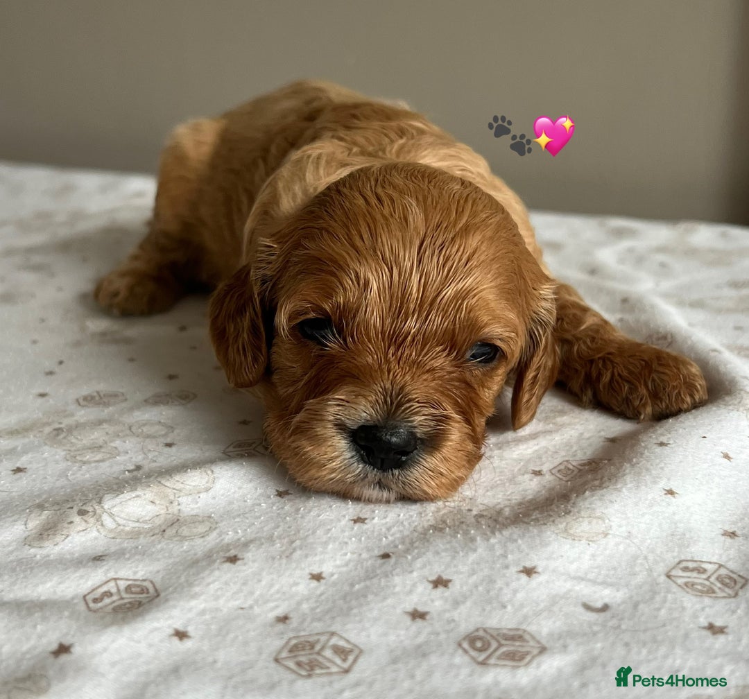Cavapoo dogs for sale: Fully health tested Cavapoo 🐾🐶 - Image 26