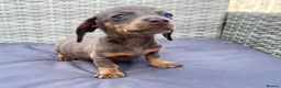Dachshund dogs for sale: ‼️‼️Ready to leave miniature dashounds‼️‼️ - Advert 5
