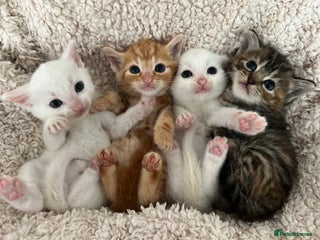 Turkish Angora cats - Advert 31