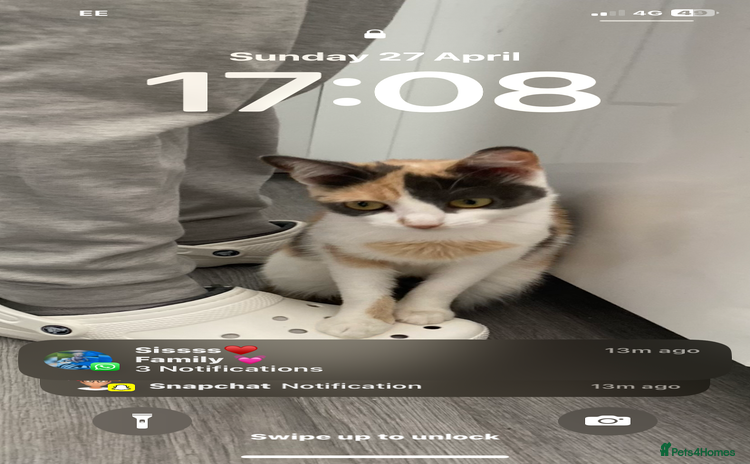 Domestic Shorthair cats - Advert 7