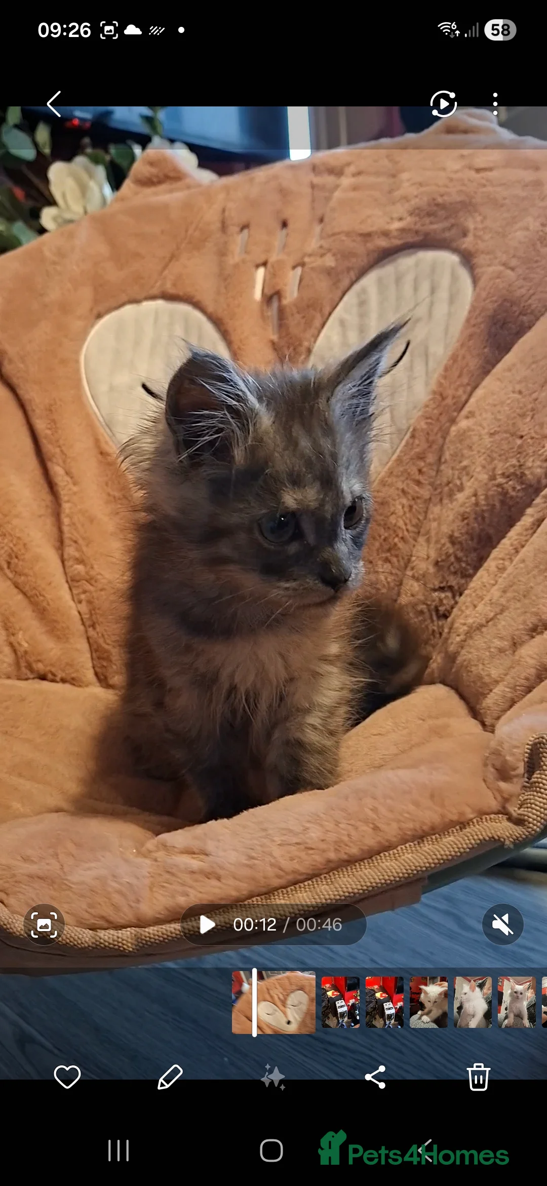 Maine Coon cats for sale: Pedigree Maine Coon kitten - Advert 6