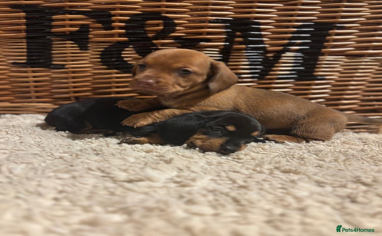 Miniature Dachshund dogs Litter of 5 Mini Dachshund Pups * 1 BOY LEFT - Advert 12
