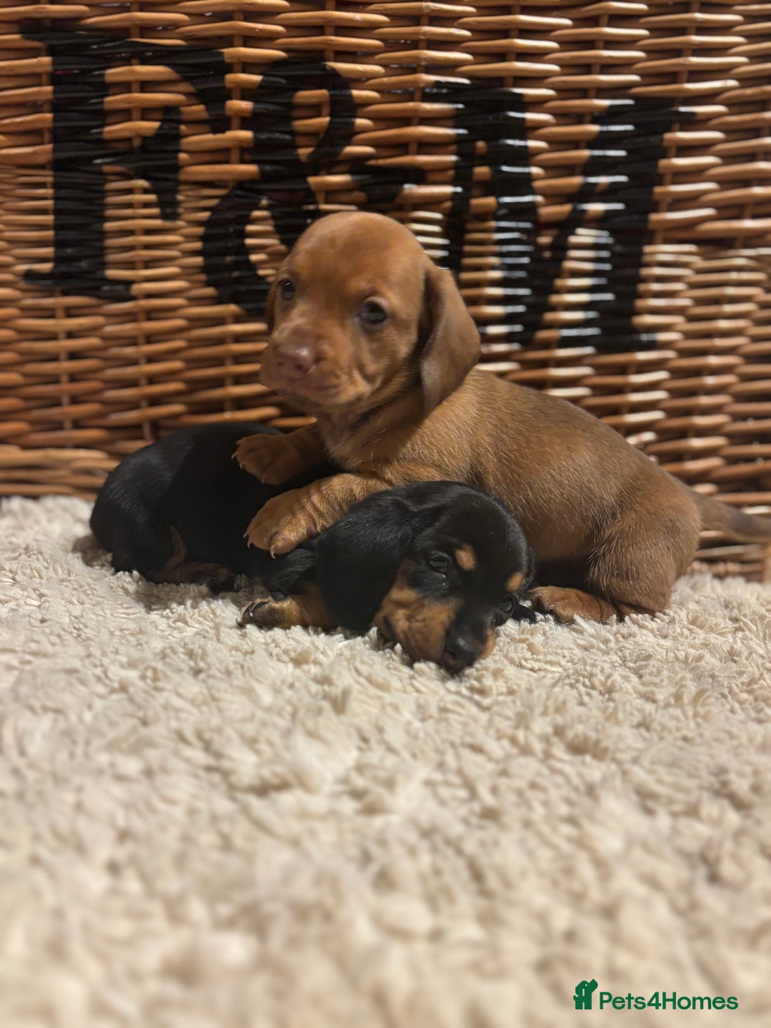 Miniature Dachshund dogs for sale: Litter of 5 Beautiful Dachshund Pups *2 LEFT - Image 5