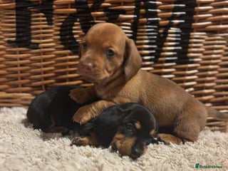 Miniature Dachshund dogs Litter of 5 Mini Dachshund Pups * 1 BOY LEFT - Advert 12