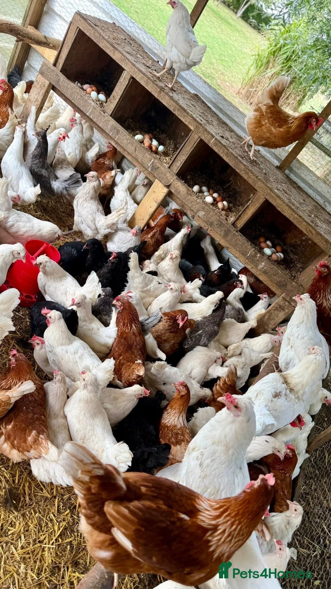 Chickens poultry All Colour POL Available  in Spalding - Advert 1