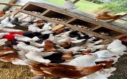 Chickens poultry for sale: All Colour POL Available  in Spalding - Advert 1