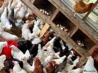 Chickens poultry All Colour POL Available in Spalding - Advert 5