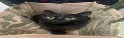 Bombay cats for sale: One year old beautiful Luna  in Rugby - Advert 7
