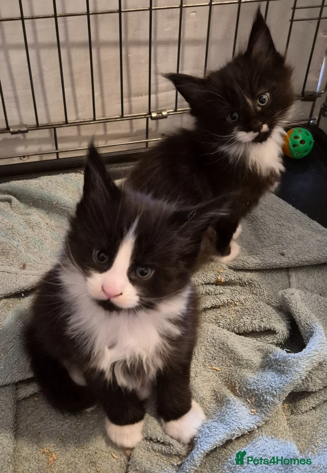 Maine Coon cats for sale: XL maine coon kittens for sale  in Forres - Advert 2