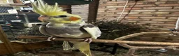 Cockatiels birds for sale: 10 weeks old beautiful cockatiel not tamed - Advert 7