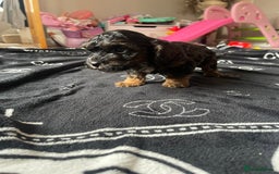 Cockapoo dogs for sale: 4 beautiful F1B Cockapoo puppies  - Image 5