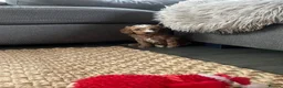 Cockapoo dogs for sale: Beautiful playful F1b cockapoos  - Advert 22