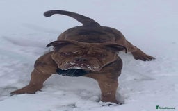 Old Tyme Bulldog dogs for sale: Bulldog pups 💜 1 GIRL LEFT REDUCED 💜   - Image 16