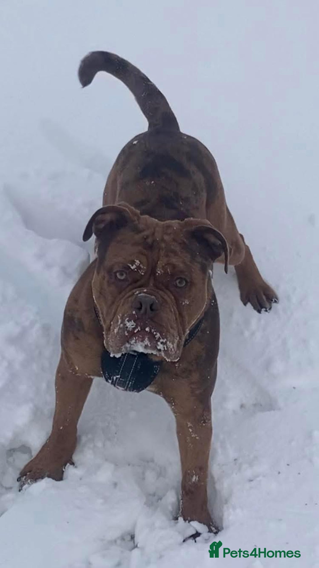 Old Tyme Bulldog dogs for sale: Bulldog pups 💜 1 GIRL LEFT REDUCED 💜   - Image 16