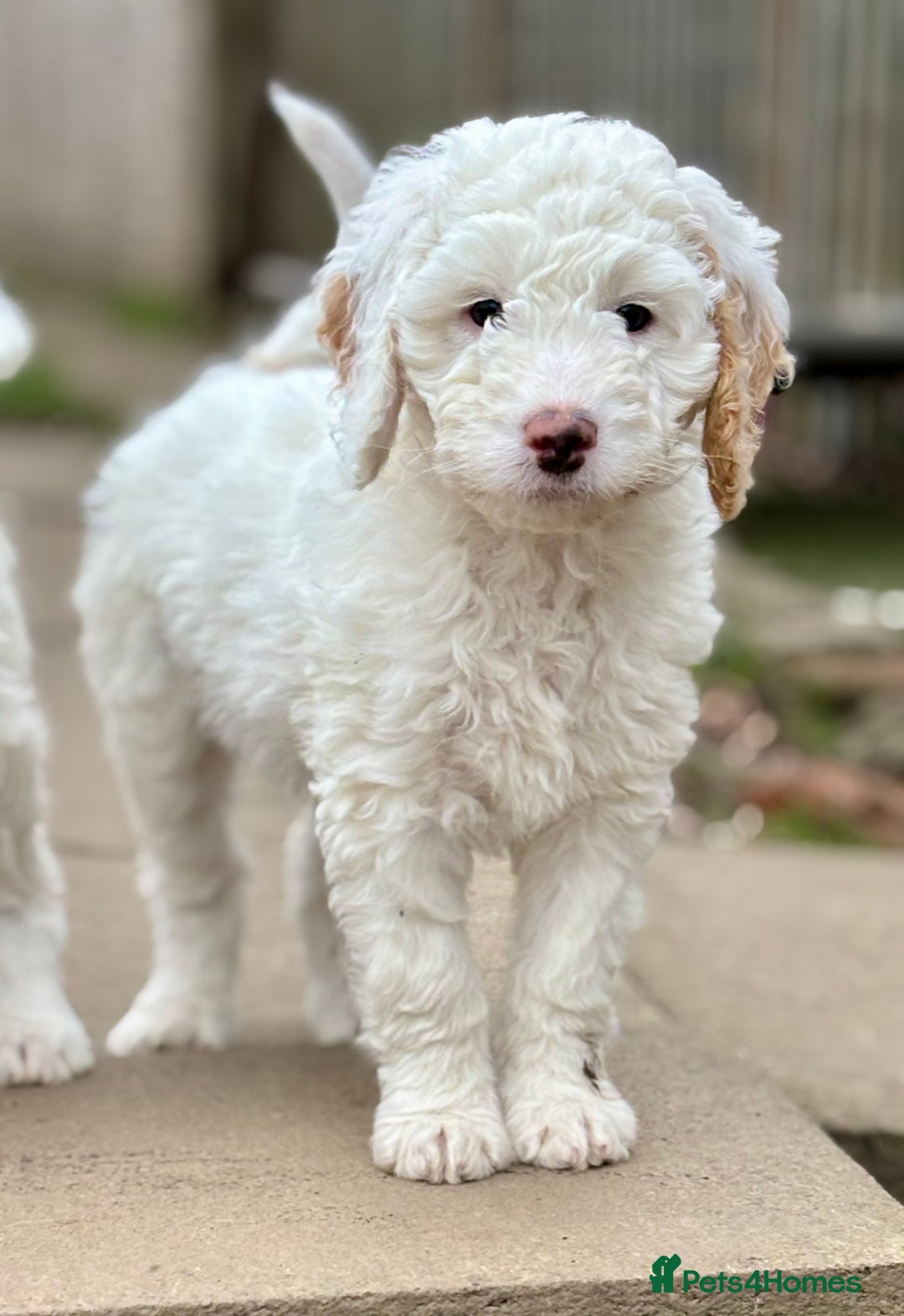 Australian Labradoodle dogs for sale: Exceptionally bred for Health! Temperament! Looks! - Advert 3
