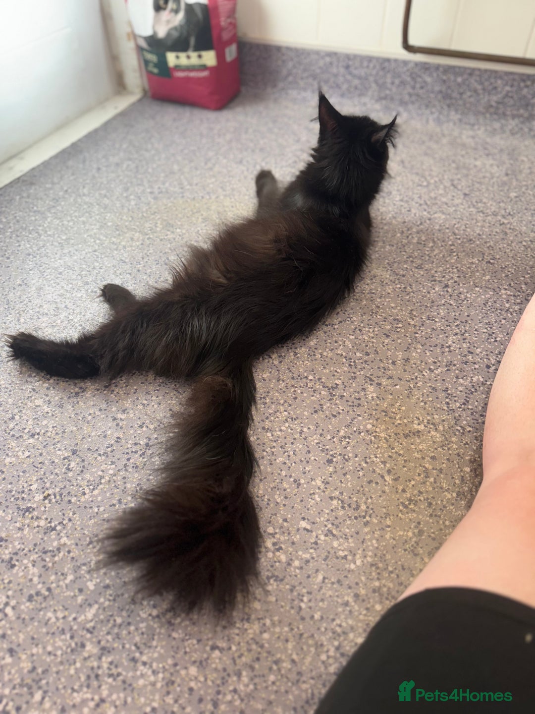Maine Coon cats for sale: Female Pure mainecoon - Image 2