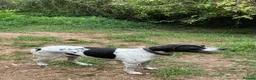 Pointer dogs for adoption: Arpa  in New Romney - Advert 7