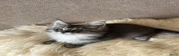 Maine Coon cats for sale: ⭐️Beautiful Maine Coon Kittens⭐️ - Advert 31