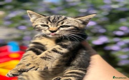 British Shorthair cats for sale: Beautiful British cat  - Image 14