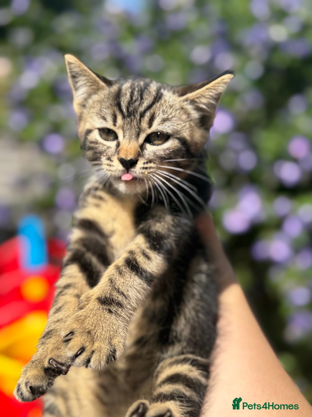 British Shorthair cats for sale: Beautiful British cat  - Image 14