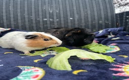 Guinea Pig rodents for sale: LOTS OF GUINEA PIGS FOR SALE 💗 - Image 17