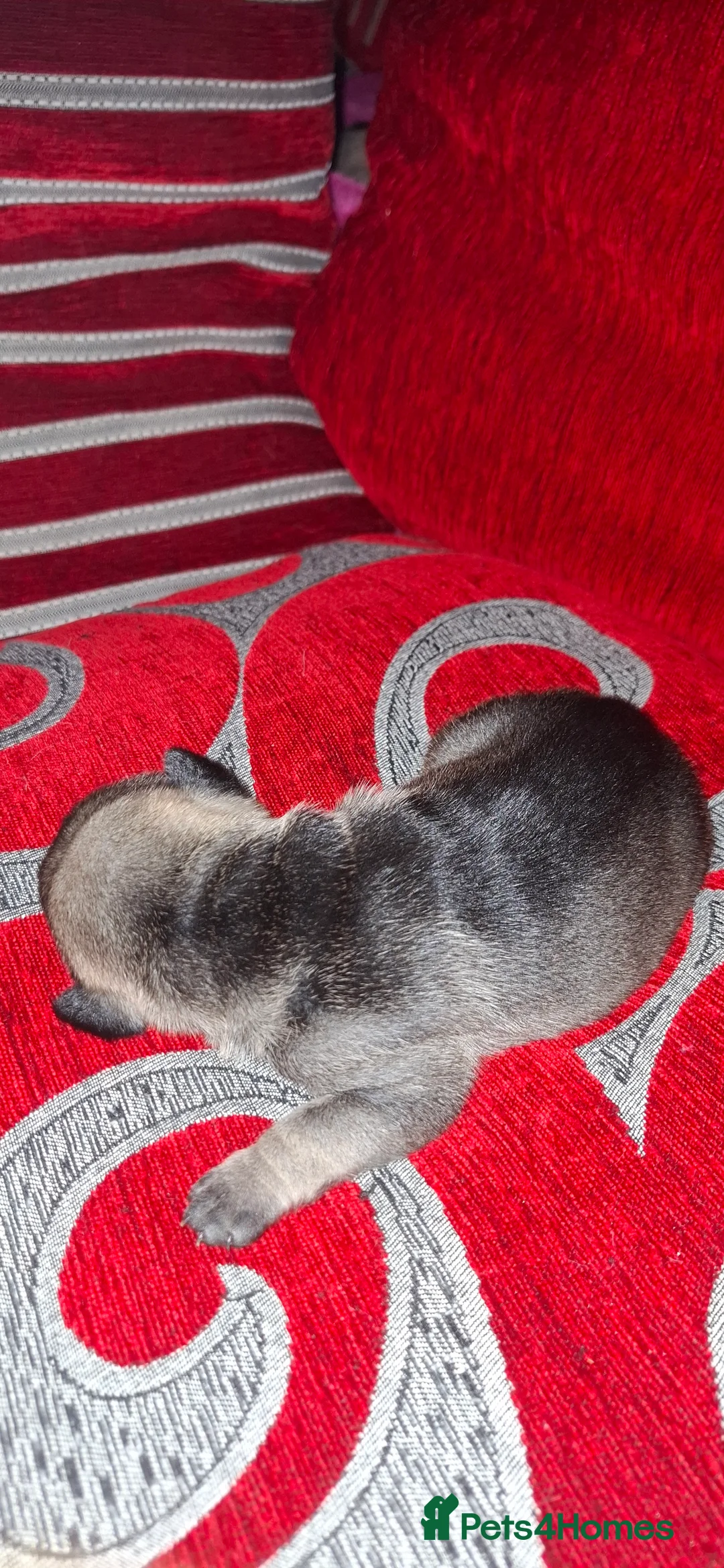 Mixed Breed dogs for sale: Rus-A-Pei ( Rare ) - Advert 21