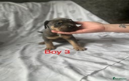 Mixed Breed dogs for sale: Beautiful staffie cross bullmastiff puppies  - Image 6