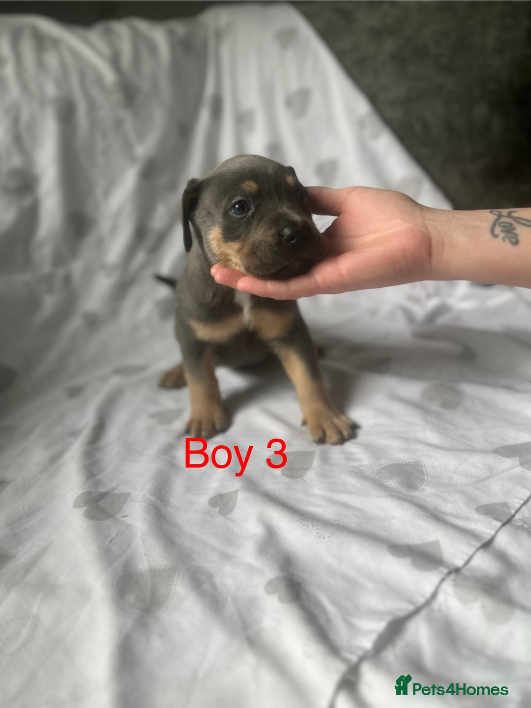 Mixed Breed dogs for sale: Beautiful staffie cross bullmastiff puppies  - Image 6