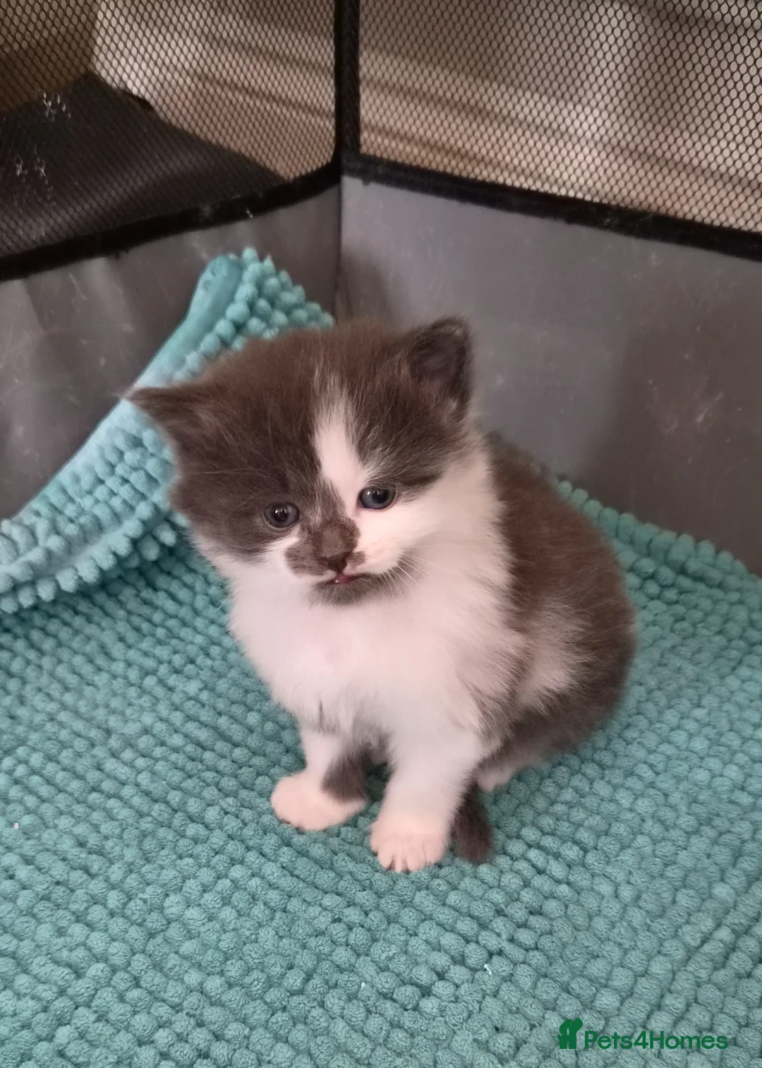Mixed Breed cats for sale: Little boy kitten  - Advert 1