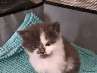 Mixed Breed cats Little boy kitten - Advert 1