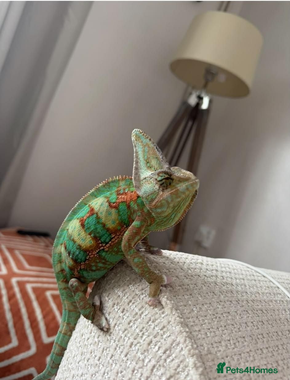 Chameleon reptiles Veiled chameleon  - Advert 3
