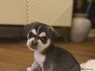 Mixed Breed dogs Beautiful Pug × Bichon Frise Puppies – Ready 08/12 - Advert 1