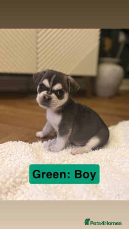 Mixed Breed dogs Beautiful Pug × Bichon Frise Puppies – Ready 08/12 - Advert 1