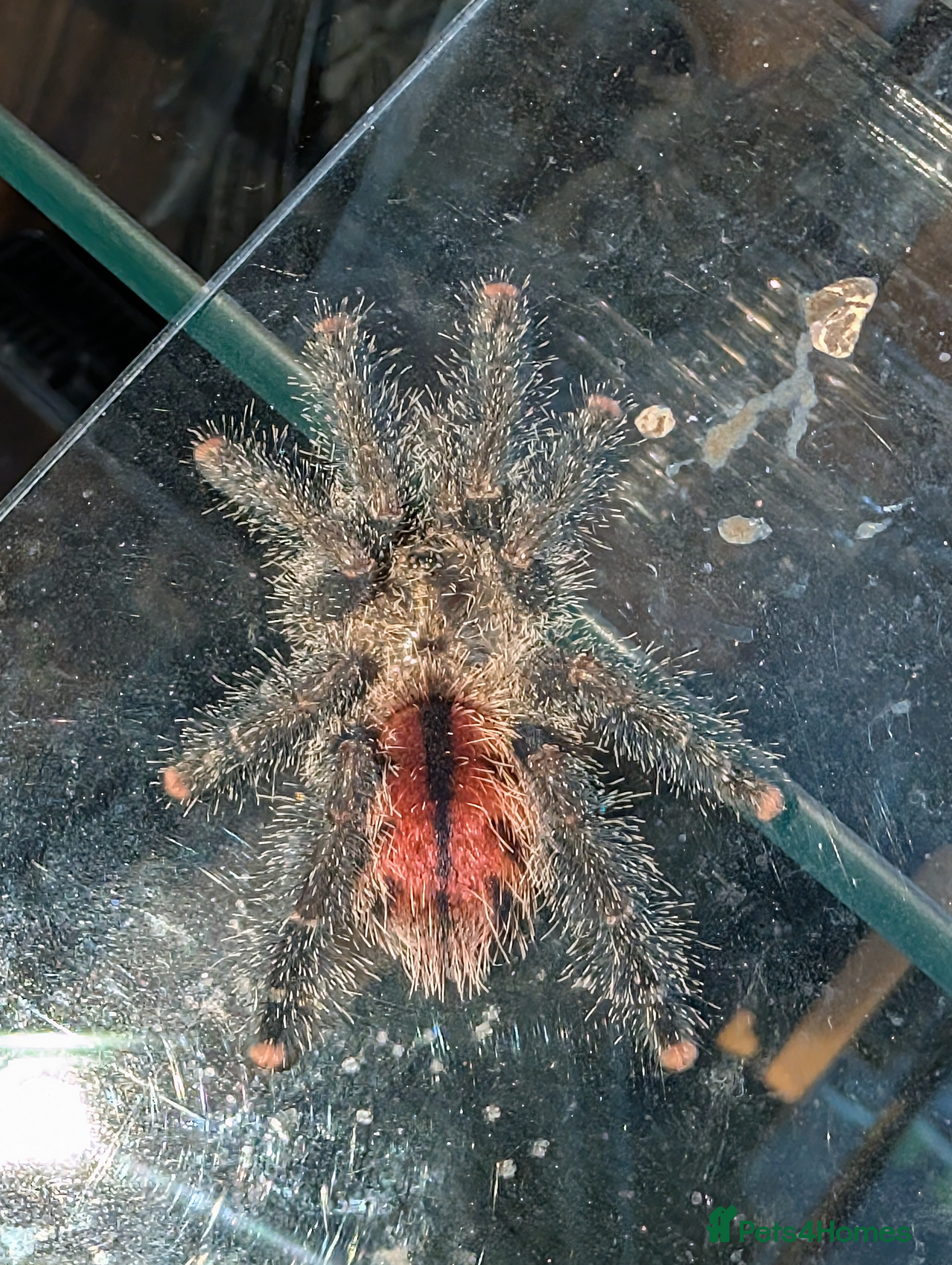 Spiders invertebrates Avicularia Juruensis - unsexed - Advert 1